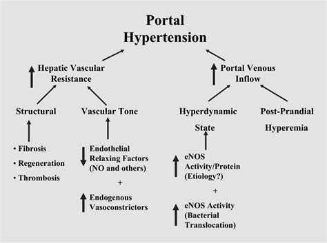 Portal Hypertension Pathophysiology