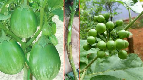 Green Brinjal Grafting On Pea Eggplant My Agriculture Youtube