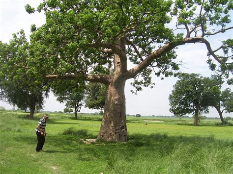 Rare Parijat Tree Mythological Stories - मान्यता: रात में रोता है एक ...