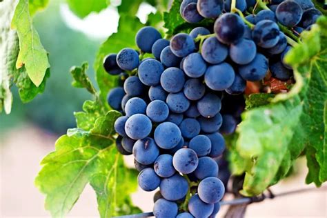 Vino Garnacha Tipos De Uvas Utilizadas Y Caracter Sticas