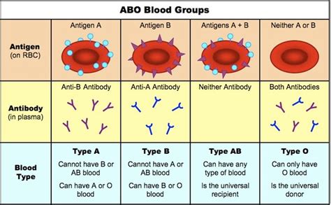 knowledge class blood group  abo system