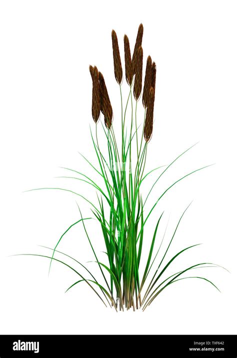 bulrush plant cut  stock images pictures alamy