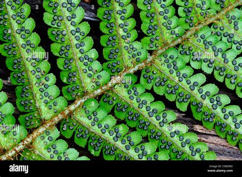 Fern leaf spore hi-res stock photography and images - Alamy