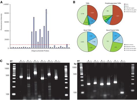 Global Identification Of Human Transcribed Sequences With Genome Tiling