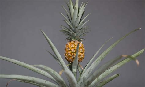 pineapple plant  yellow  savannah cawthorne blog