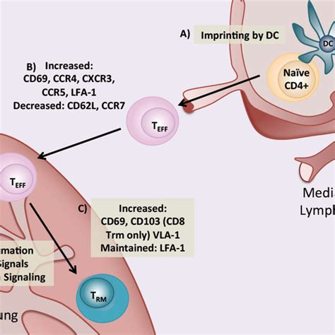 Overview Of The Primary Cd T Cell Response And Memory Generation