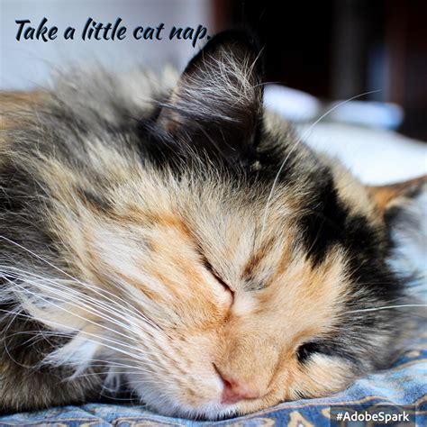 cat nap meme - Somatic Sole Barefoot Massage Therapy