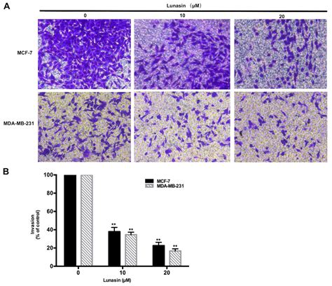 Lunasin Suppresses The Migration And Invasion Of Breast Cancer Cells By