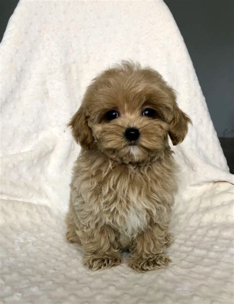 Teddy Bear Red Apricot Teacup Maltipoo Puppy Los Angeles Iheartteacups