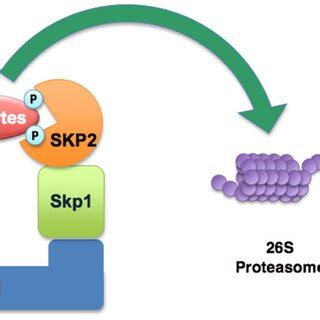 Illustration Of The Scfskp Complex The Scf Skp Cullin F Box E