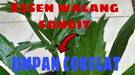 Umpan Mancing Ikan Mas Daun Walang Sangit Youtube