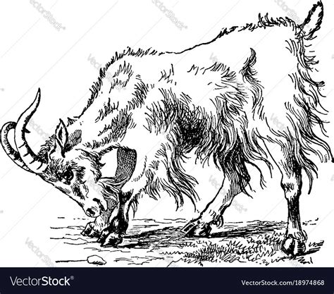 Goat Vintage Royalty Free Vector Image Vectorstock