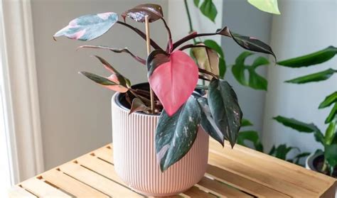 Expert Guide to Pink Princess Philodendron Propagation | Proven Tips