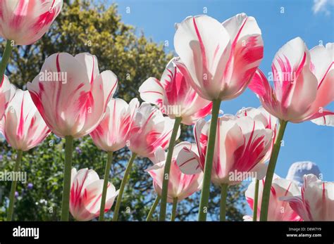 white and pink variegated tulips against the light Stock Photo - Alamy