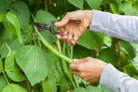 How To Grow Runner Beans DIY Garden