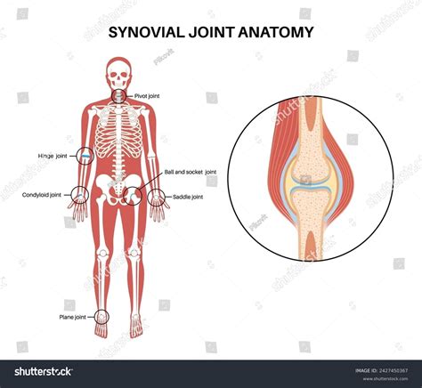 Synovial Joint Anatomy Movements Between The Royalty Free Stock Vector 2427450367