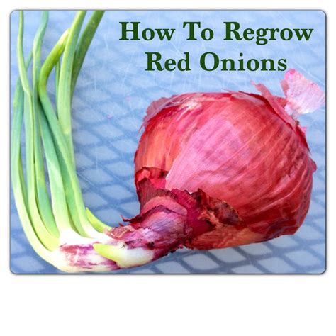 Growing Red Onions