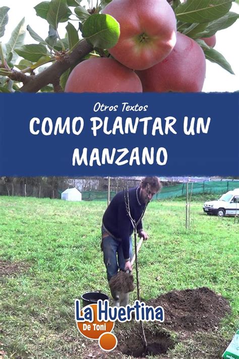 Como Plantar Un Manzano La Huertina De Toni