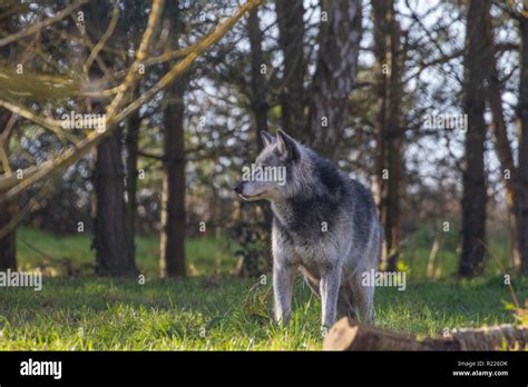 Wolf Canis Lupus Also Known As The Gray Wolf Timber Wolf Western