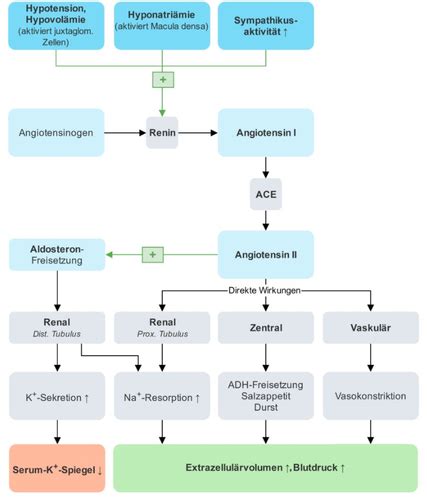 AT1 Rezeptor Antagonisten Flashcards Quizlet