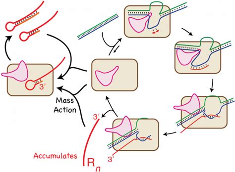 3’ End Additions By T7 Rna Polymerase Are Rna Self Templated Distributive And Diverse In