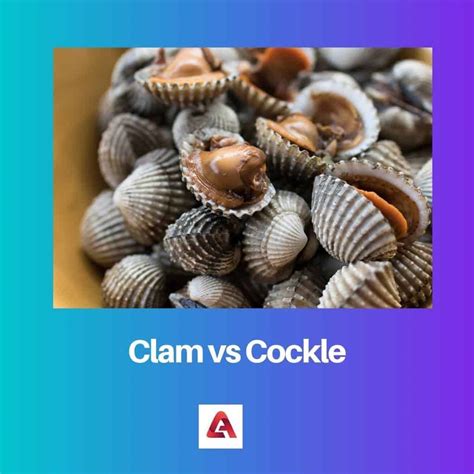 Clam vs Cockle erinevus ja võrdlus