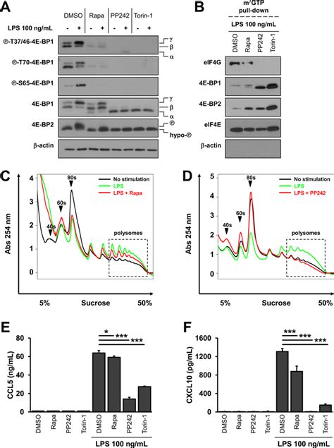 The Mtorc1‐4e‐bp12 Axis Regulates Cellular Translation Initiation And Download Scientific