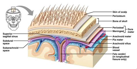 Brain anatomy | Brain anatomy, Human anatomy and physiology, Anatomy