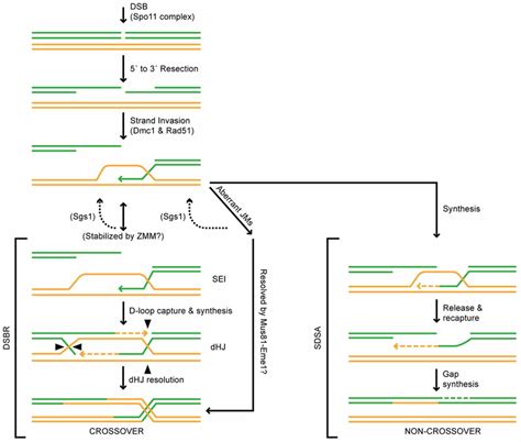 The Dsbr And Sdsa Meiotic Recombination Models Single Strands Of Dna