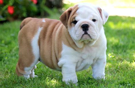 English Bulldogs with skin allergies - Dog food facts