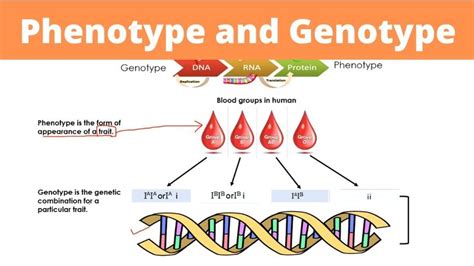 Phenotype and Genotype | Inheritance and Genetics | Genetics, Video ...