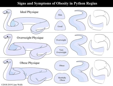 How to determine your snake's body condition: An important skill to ...