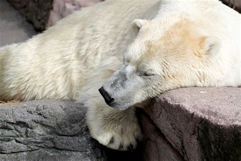 Sleeping polar bear stock image. Image of stance, searching - 26651509