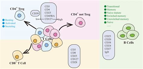 Frontiers Causal Relationships Between Cd25 On Immune Cells And Hip