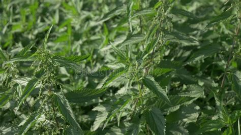 Urtica Dioica Shalow Dof Known As Medical Plant Common Nettle