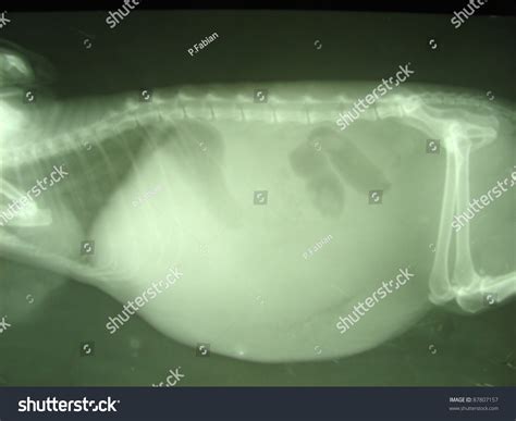 Ascites Abdominal Cavity By Dog Xray Stock Photo 87807157 Shutterstock