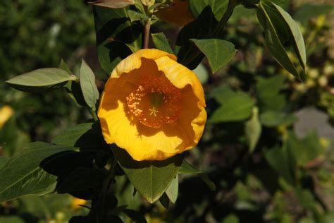 Hypericum 'Hidcote' – Maryflower