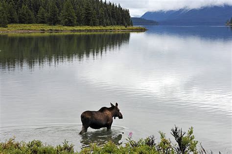 140+ Moose Swimming Across A Lake Stock Photos, Pictures & Royalty-Free ...