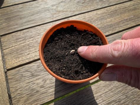 Planting Sunflower Seeds