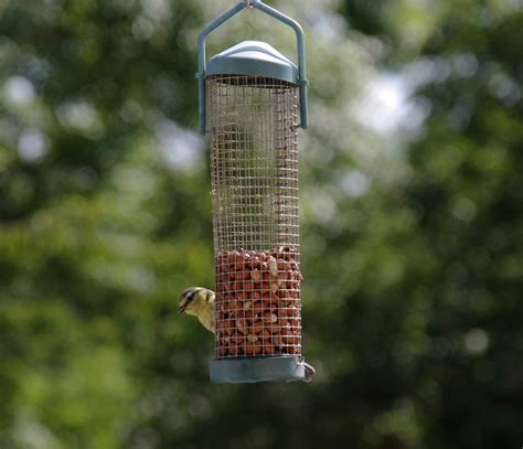 Types of bird feeders | Welcome Wildlife