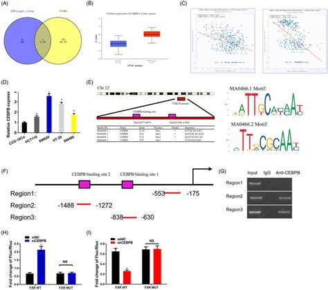 TF CEBPB Regulates The Expression Of FXR In Colon Cancer Cells By