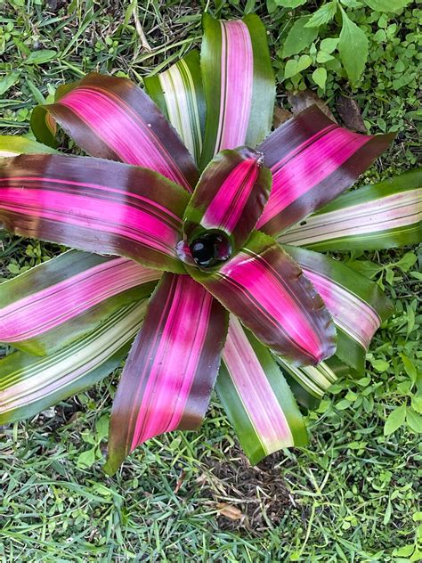 Wolf Gang Bromeliad Fully Rooted 6 Plant Potted Bromeliad Purple And Green Bromeliad Etsy