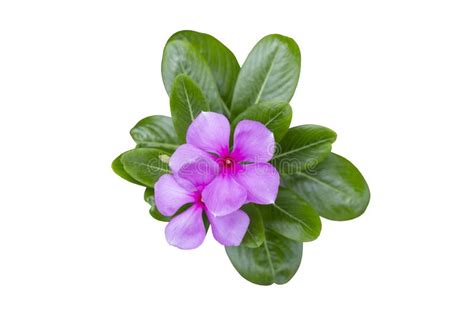 Catharanthus Roseus Or Madagascar Periwinkle Flower Bloom And Hanging