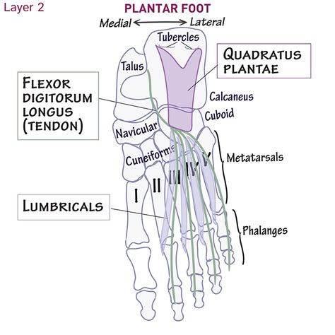 Gross Anatomy Glossary Foot Muscles 2nd Layer Ditki Medical