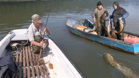 Pecanje Soma Smu A I Bucova Na Dunavu Alasi Sa Dunava Fishing