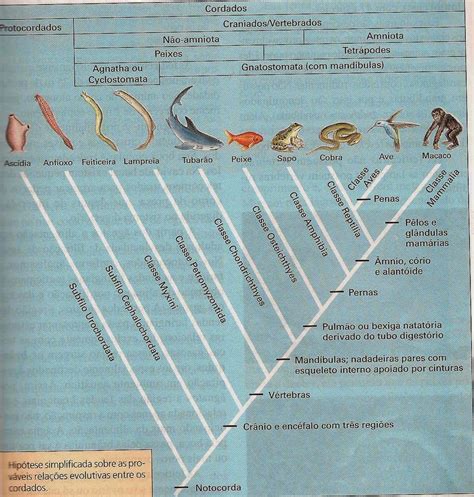 Grupo Dos Cordados Filo Chordata Caracter Sticas Gerais