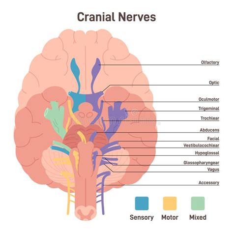 Nervios Craneanos Secciones Del Cerebro Humano Y Sus Funciones