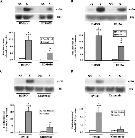 Effect Of Mapk Inhibitors On Stretch Induced C Fos Expression