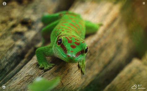 Cute Green Lizards