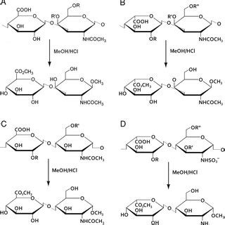 A Scheme Representing The Methanolysis Of Chondroitin Sulfate Cs